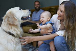 Mom and baby with golden retriever, dad looking on in the background.