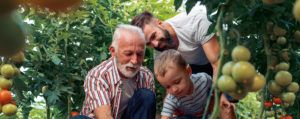 Grandfather, son and grandson picking tomatoes from a vegetable garden