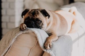 Dog laying on couch