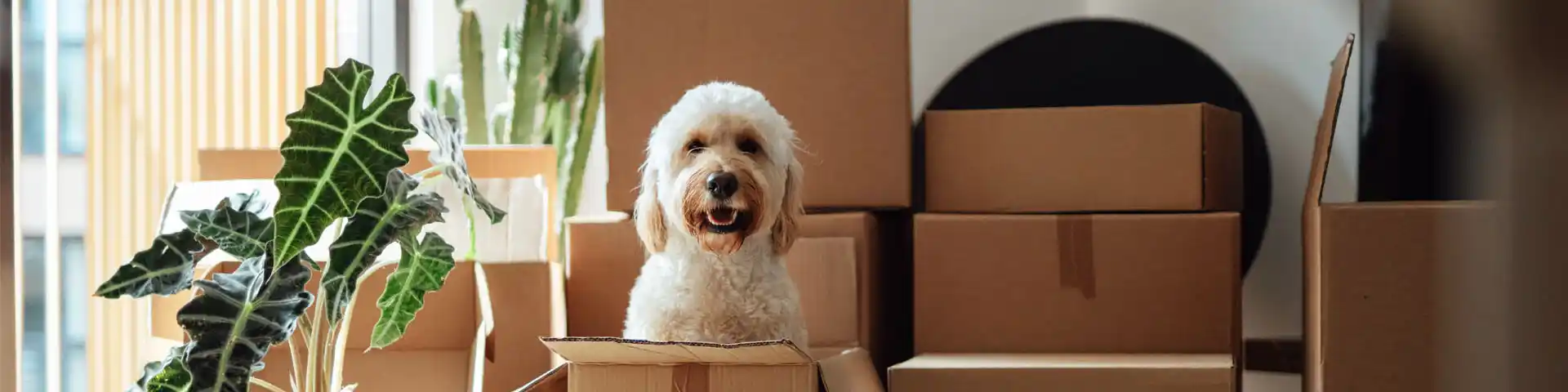 Cute dog siting in a cardboard box, surrounded by more cardboard